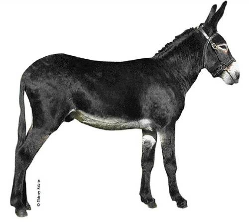 csm_ane_pyrenees_modele_01_2cbded2791